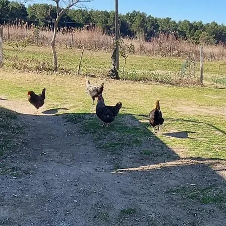 Gjegji Affittacamere *