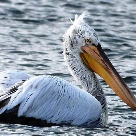 Gasthuis Gjegji Tale