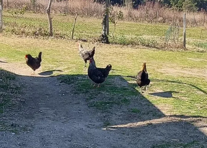 Gjegji Penzion *